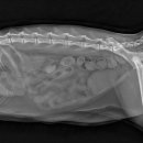 24시 위너스동물의료센터 이미지