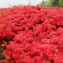 섬진강변 철쭉길 이미지