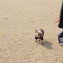 소원 반려동물 아카데미 | 반려동물관리사 자격증 훈련받고 취득완료
