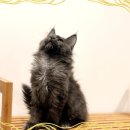 메인쿤 하우스 이미지