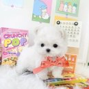 인천강아지분양 멍그레 이미지