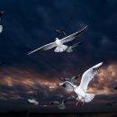 부산갈매기 이미지