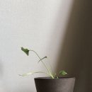 미도파 이미지