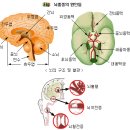 ＜생활속의 질병예방-1＞ 뇌혈관 질환 예방법 이미지