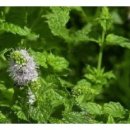 페퍼민트 이미지