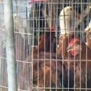 성남축산 이미지