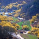 산수유피는마을 이미지