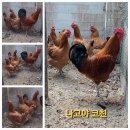 ■ 토종닭 & 재래닭 병아리 분양합니다 (나고야/포어벡/이사벨/회갈이/연산오골계)5종 이미지