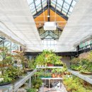 싱그랭이 이미지