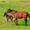 청자목장 이미지