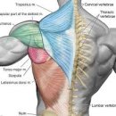 머슬프렌즈짐 3 | 화곡 pt 머슬프렌즈짐에서 등운동 후기
