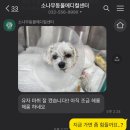 계양 동물 메디컬 센터 | 인천 소나무동물메디컬센터 9살 말티즈 슬개골탈구수술 후기(+재수술과 치과치료까지)