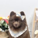 댕화살롱 이미지