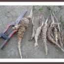 신토불이 이미지