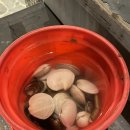 이마트24태안청포대점 | 태안 청포대 해수욕장 칸타빌레스파펜션 아이랑 갯벌체험 가능한 바다 앞 숙소