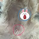 부천덕산초등학교 | 부천 오정구 위드펫홈 : 부천 애견호텔 2박 3일 내돈내산 솔직 후기(강추)