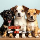 The best puppy 이미지