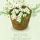 마트리카리아