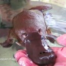 오리너구리