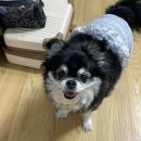 서울은내과동물병원 | [서울/구의역] 자양동 아이본동물병원 강아지 정형외과 정기검진 내돈내산 솔직후기🐶💟