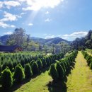 수림목장 이미지