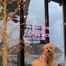 여수 스테이멍 애견펜션 이미지