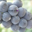 청수농원 이미지