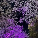 벚꽃 공중화장실 | 대구 수성못 실시간 벚꽃 (4월 5일) 상화동산 9억 화장실 후기