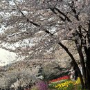양천구보건소(구의회,보건소 사잇길) | 서울 숨겨진 벚꽃 명소 - 서대문구 연희동 안산벚꽃길 벚꽃과 튤립, 홍제천 폭포가 어우러진 꽃놀이...