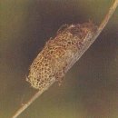 밤나무산누에나방 / 밤나무 등 각종 활엽수 잎 대량 식해하는 해충 이미지