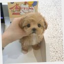 강아지분양 애견분양 퍼피플라워 중랑점 | 중랑구토이푸들분양 퍼피에몽 후기