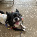 6/26 산책 봉사 후기 (콩이, 치코, 식빵, 돌콩) 이미지