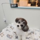 호야애견 네이버블로그