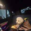 뭉치펫택시 이미지