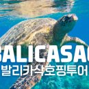 비바보홀 네이버블로그