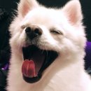 어머멍 이미지