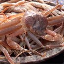 장어야 대게야 이미지