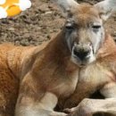 벳츠라이프 이미지