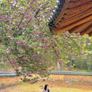 정자로 | 아직 아무도 모르는 밀양 겹벚꽃 명소 오연정 개화시기 주차