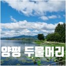양평 두물머리 연꽃 개화 주차장 배다리 입장료 총정리