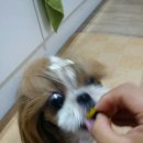 고기맘마