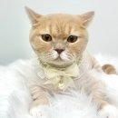 숭구리댕댕 이미지