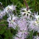 Dianthus superbus(술패랭이) 이미지