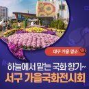 서구청 옥상생태공원 | 대구 가을 명소 / 하늘에서 맡는 국화향기! 서구청 옥상생태공원 국화전시회