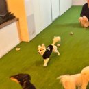 허니바우 이미지