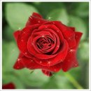 경호태권도체육관 이미지