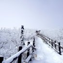 눈꽃 Daum카페