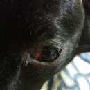 24시 안박동물병원 이미지