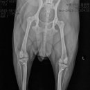 서창사랑동물의료센터 이미지