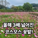 식영정 | [무안 식영정 코스모스 축제] 3배 넓어진 꽃밭, 가을 나들이 코스 추천!